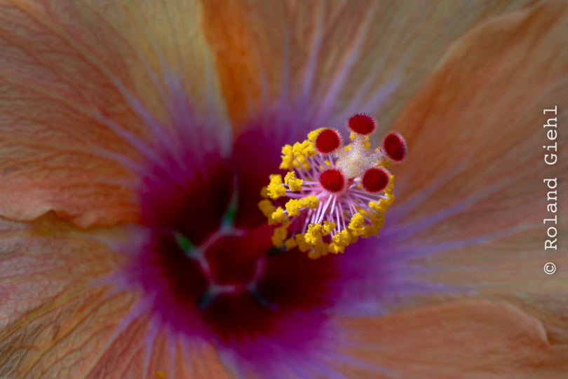 Palmengarten_013_20250928