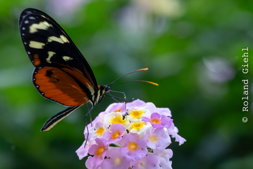 Palmengarten_009_20250928