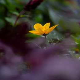 Palmengarten_004_20250928