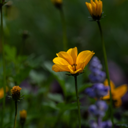 Palmengarten_003_20250928