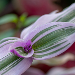 Palmengarten_014_20250928