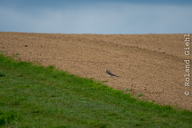 Reinheimer-Teich_20210411_0009
