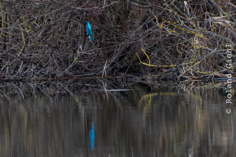 Reinheimer-Teich_011_20250216