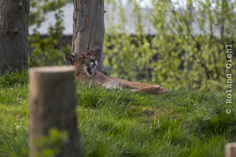 Tierpark-Bell_026_20250420