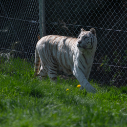 Tierpark-Bell_025_20250420