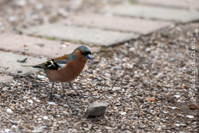 Tierpark-Bell_030_20250420
