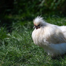 Tierpark-Bell_022_20250420