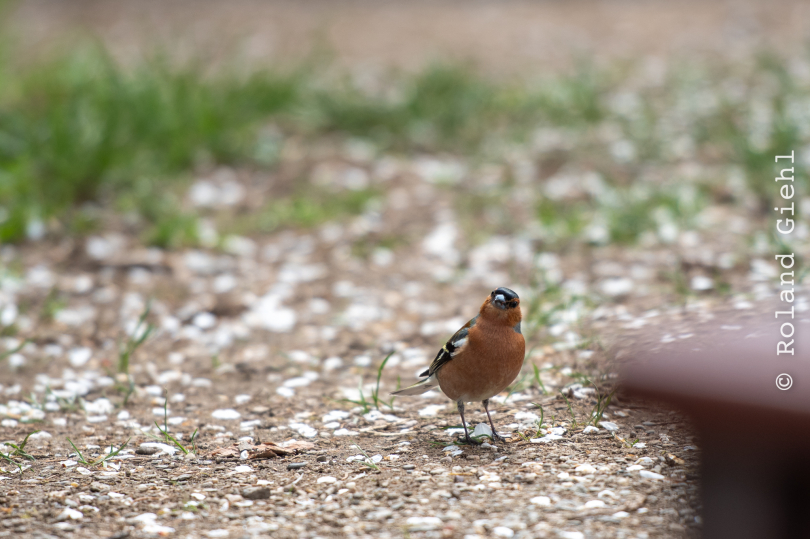 Tierpark-Bell_029_20250420