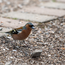 Tierpark Bell April 2025