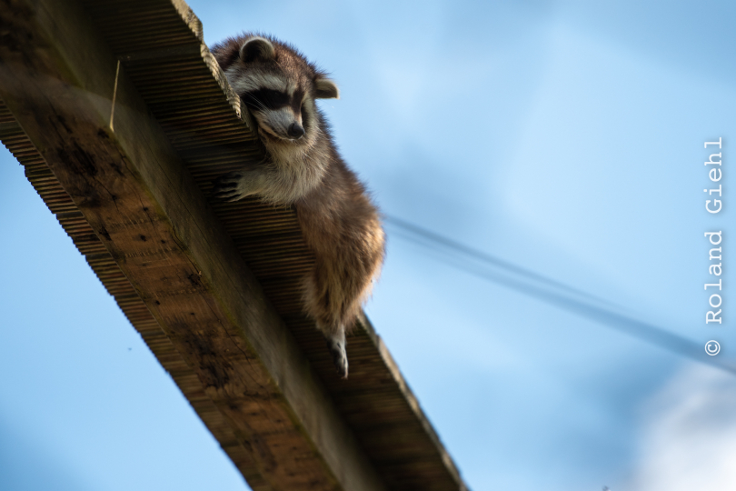 Tierpark-Bell_024_20250420