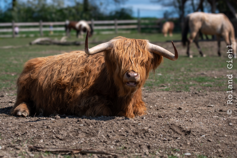 Tierpark-Bell_023_20250420