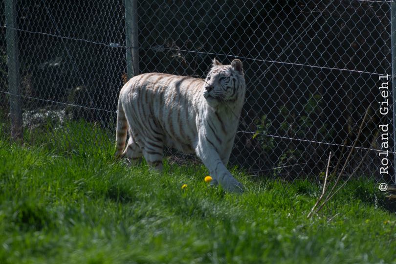 Tierpark-Bell_025_20250420