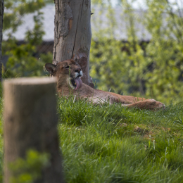 Tierpark-Bell_026_20250420