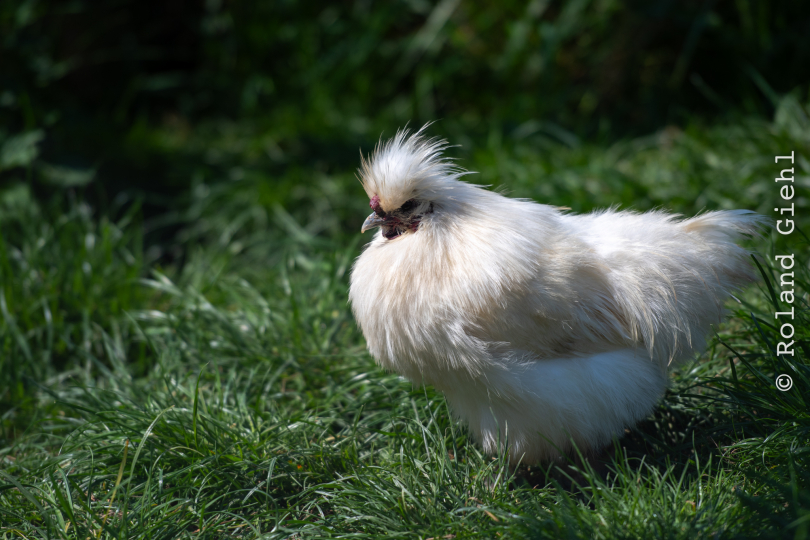 Tierpark-Bell_022_20250420