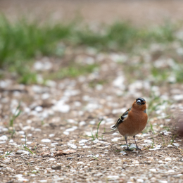 Tierpark-Bell_029_20250420