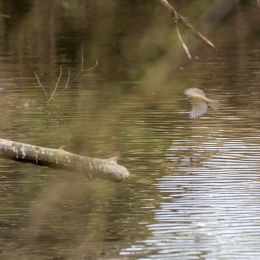 Wetterauer-Seenplatte-Utphe_20210328_0008