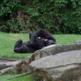 Zoo_Hannover-20130822-597