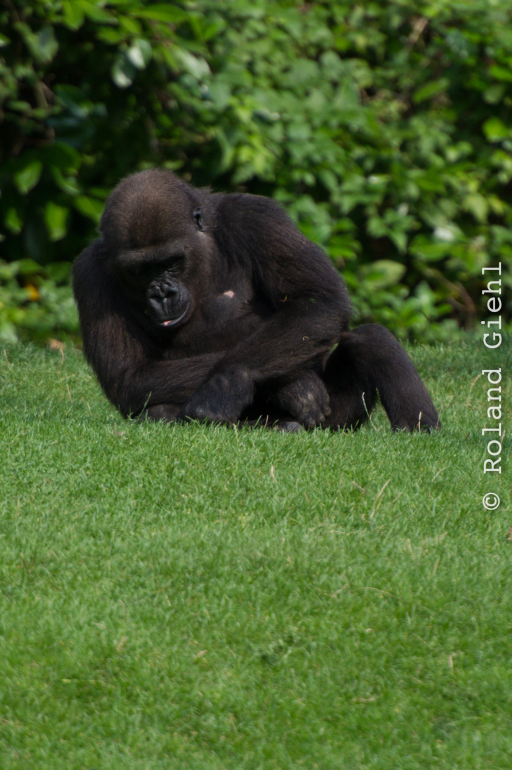 Zoo_Hannover-20130822-627