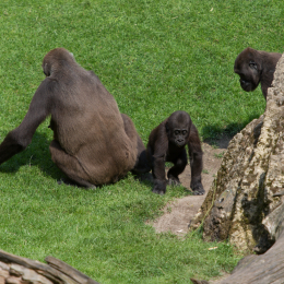 Zoo_Hannover-20130822-579