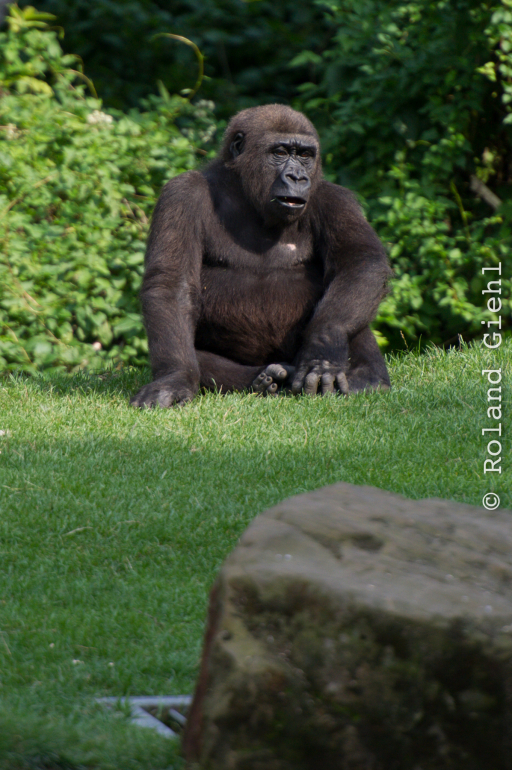 Zoo_Hannover-20130822-623