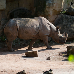 Zoo_Hannover-20130822-013
