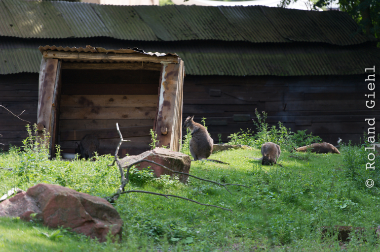 Zoo_Hannover-20130822-535