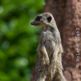Zoo_Hannover-20130822-151