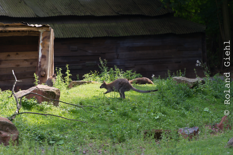 Zoo_Hannover-20130822-533