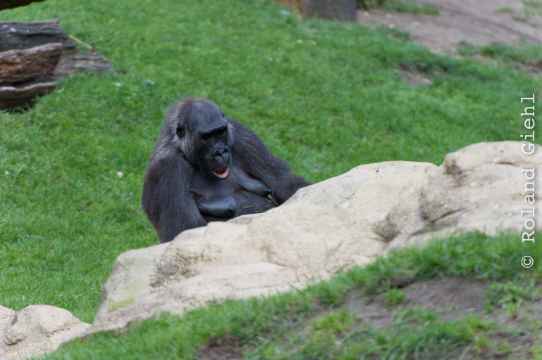 Zoo_Hannover-20130822-631