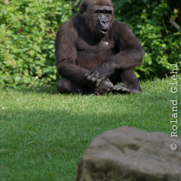 Zoo_Hannover-20130822-626