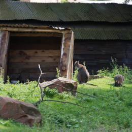 Zoo_Hannover-20130822-535