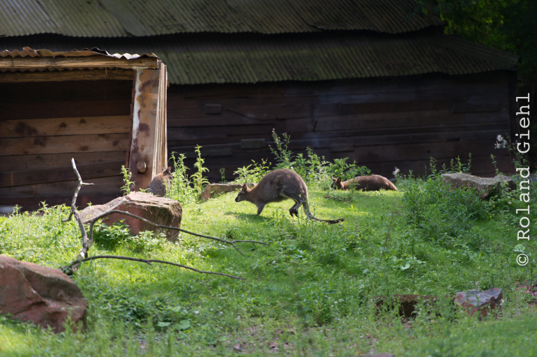 Zoo_Hannover-20130822-534