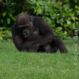 Zoo_Hannover-20130822-627