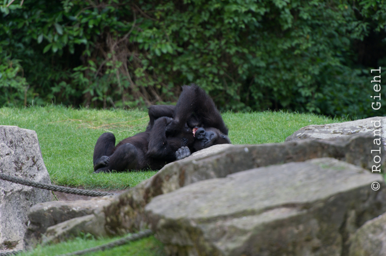 Zoo_Hannover-20130822-596