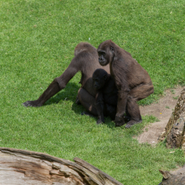 Zoo_Hannover-20130822-581