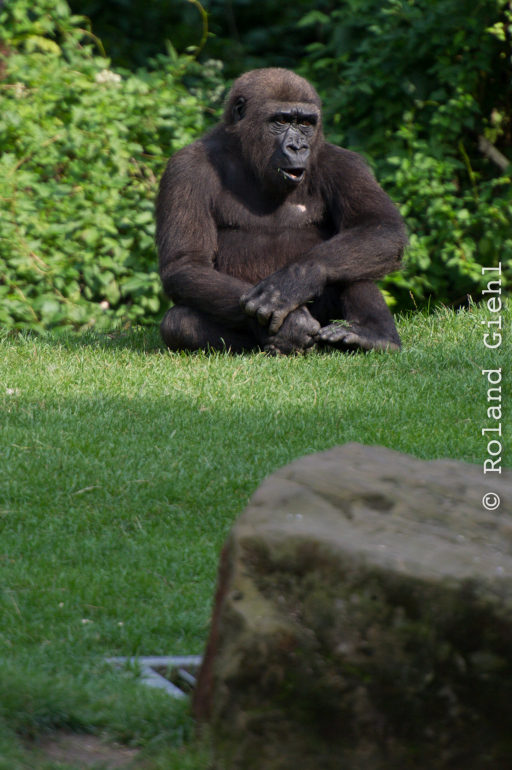 Zoo_Hannover-20130822-626