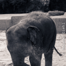 Zoo_Hannover-20130822-401